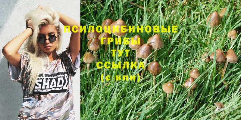 Галлюциногенные грибы Psilocybe  блэк спрут как войти  Кириши 